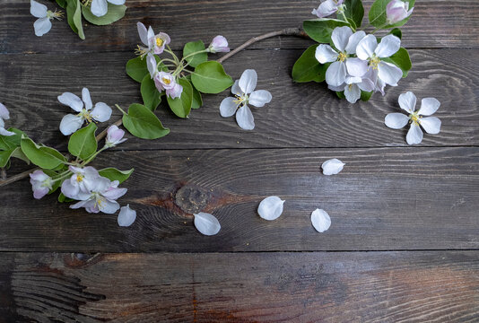Festive background with apple blossoms