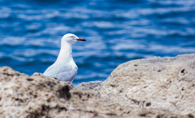 seagull on the rocks