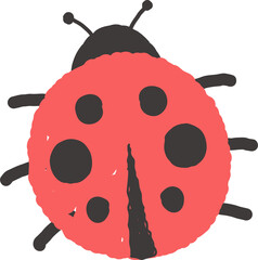 hand drawn ladybug illustration