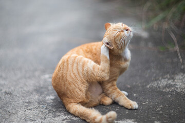Close up of a cat in the garden