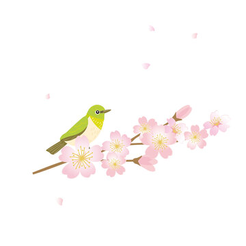 Illustration of white-eye bird and cherry blossom branch, spring wild bird, hand-drawn vector illustration.
