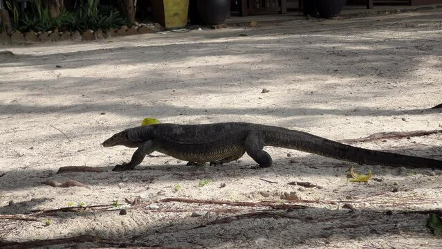 Giant monitor lizard wandering around Manukan Island, Sabah