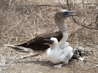 Mama Alcatraz Camanay o Piquero pata azul (Sula nebouxii) cantando mientras cuida su cría en la Isla de la Plata, Puerto Lopez, Ecuador, cuidar, cría, amor, amor de madre