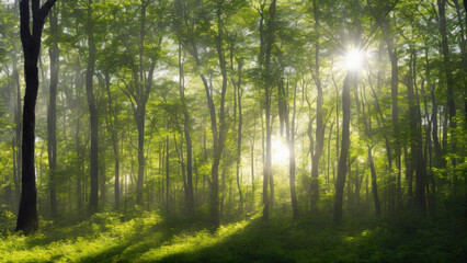 a beautiful forest with green trees and beautiful sunlight