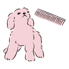 ブラッシングされるプードル犬（トリミング）