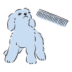 ブラッシングされるプードル犬（トリミング）