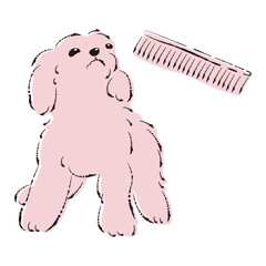 ブラッシングされるプードル犬（トリミング）