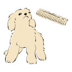 ブラッシングされるプードル犬（トリミング）
