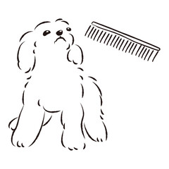 ブラッシングされるプードル犬（トリミング）
