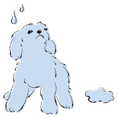 おしっこをして困った表情の犬（トイレのしつけ）