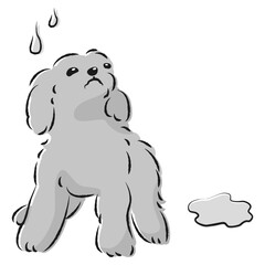 おしっこをして困った表情の犬（トイレのしつけ）