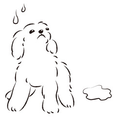 おしっこをして困った表情の犬（トイレのしつけ）