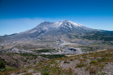 Mt. St. Helens and wild flowers