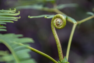 Close up of green fern in the rainforest, Malaysia