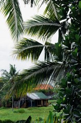 Fototapeta na wymiar SONY DSC trees in the ubud village,bali