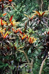 SONY DSC tropical plants in ubud,bali