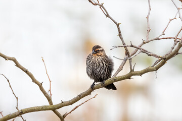 Close up view of juvenile Pine Siskin bird on a tree branch.