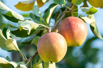 Ripe apples on the branches of a tree in the garden.
