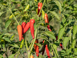 A bush of red hot pepper in the garden. Red hot chili pepper .