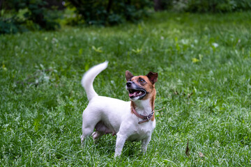 The Jack Russell Terrier dog stands on the grass in the park. A playful dog.