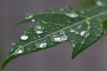 Water drops on a leaf