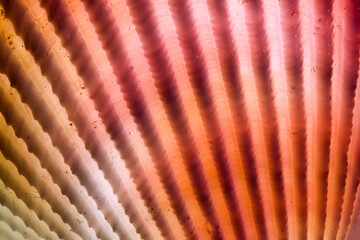 Extreme close up shot of colorful Sea shell backlit.