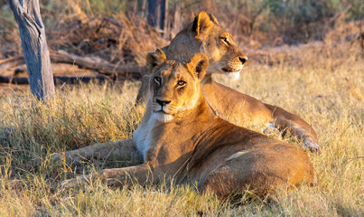Lionesses rest after a night of hunting on the African savannah