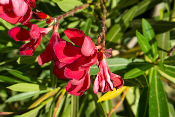 Red Nerium oleander or dogbane flowers close up shot with selective focus. Oleander Emile Sahut...