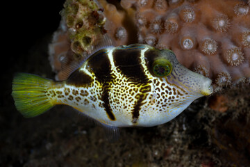 An amazing tropical fish - False Puffer - Paraluteres prionurus at night. Sea life of Tulamben, Bali, Indonesia.	
