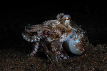 Obraz premium Coconut Octopus - Amphioctopus marginatus at night. Sea life of Tulamben, Bali, Indonesia.