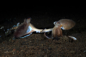 Extremely rare photo of mating of Coconut Octopuses - Coconut Octopus - Amphioctopus marginatus at...