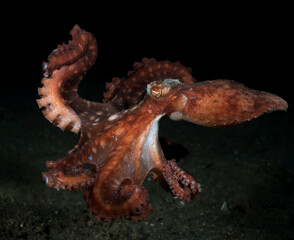 Incredible Underwater World - Starry night octopus - Callistoctopus luteus. Diving and underwater photography. Tulamben, Bali, Indonesia.