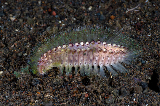 A fare marine worm on the seafloor. Underwater night life of Tulamben, Bali, Indonesia.