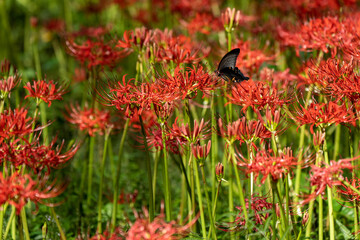 曼珠沙華と黒アゲハ蝶