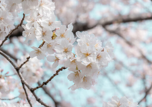 Japanese Cherry Blossoms 