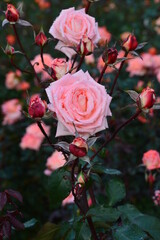 roses in garden