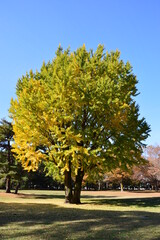 autumn in the park