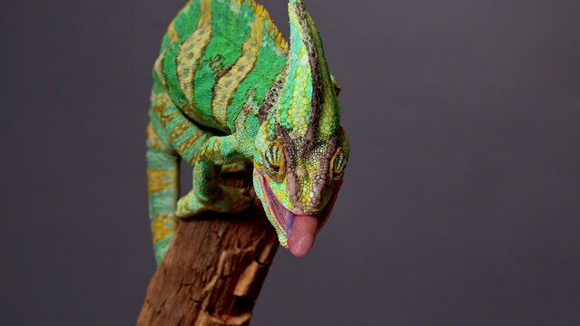 Veiled Chameleon, Chamaeleo calyptratus catching food with tongue in super slow motion. 4k high quality footage filmed on Nikon z9 cmera