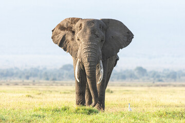 Fototapeta na wymiar Elephant in Kenya