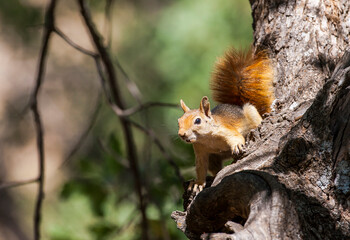 Caucasian Squirrels (Sciurus anomalus) are lives at the forest of Mazidagi district of Mardin. They usually nest in the hollows of old trees, acorn trees are a very good shelter for them.