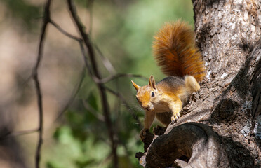 Caucasian Squirrels (Sciurus anomalus) are lives at the forest of Mazidagi district of Mardin. They usually nest in the hollows of old trees, acorn trees are a very good shelter for them.
