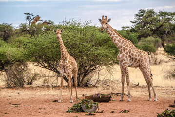Naklejka na ściany i meble Giraffes in Namibia Etosha national park