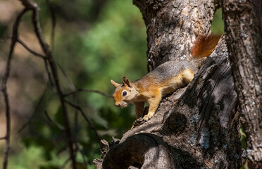 Caucasian Squirrels (Sciurus anomalus) are lives at the forest of Mazidagi district of Mardin. They usually nest in the hollows of old trees, acorn trees are a very good shelter for them.
