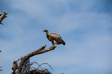 Sommertime safari in Namibia with lots of wild animals