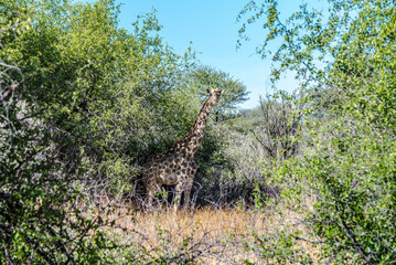 Giraffes in Namibia Etosha national park