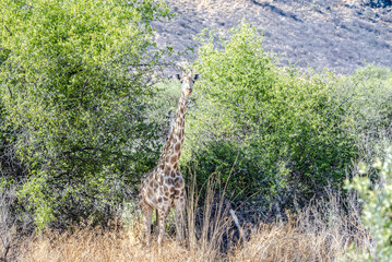 Giraffes in Namibia Etosha national park