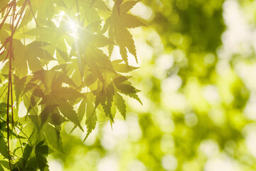 Fresh green leaves in spring and bokeh light background