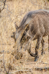 Warthogs in Namibia national park