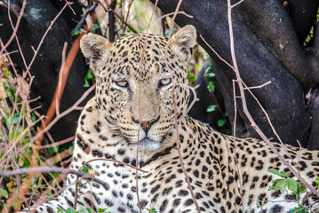 Leopard in Namibia national parks
