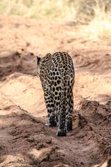 Leopard in Namibia national parks